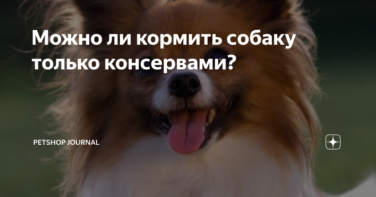 Можно ли кормить собаку только консервами? | Petshop Journal | Дзен