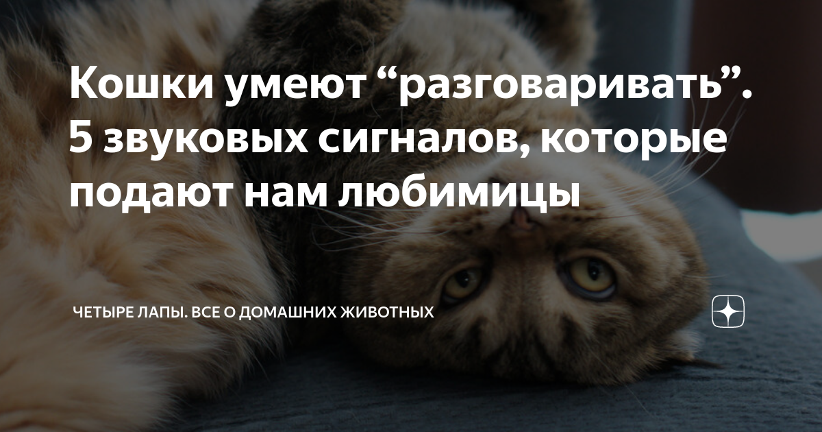 Кошки умеют разговаривать. Кошки умеют разговаривать. Цитаты о котах смешные. Что умеет кот. Высказывания о кошках.
