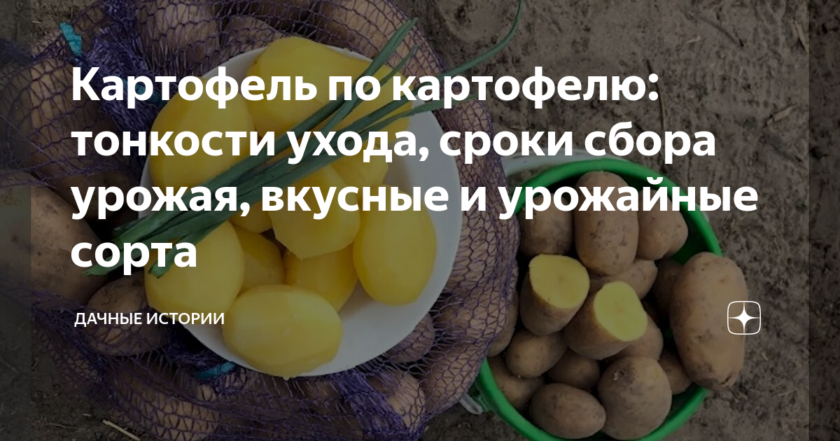 Картофель по картофелю: тонкости ухода, сроки сбора урожая, вкусные и ...