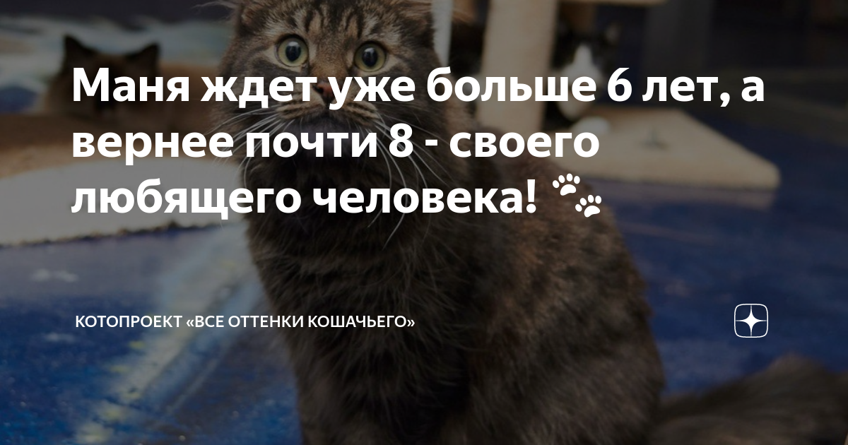 Light-money | агентство по подработке. богатый кот. зажиточный кот. кот бакс. девушка с деньгами.