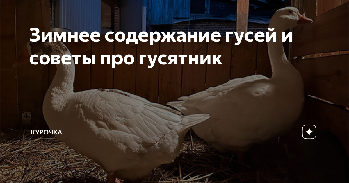 Зимнее содержание гусей и советы про гусятник | Курочка | Дзен