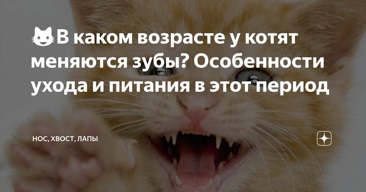 Смена зубов у котенка: возраст, этапы и возможные осложнения Звери дома