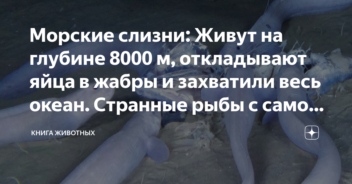 Морские слизни: Живут на глубине 8000 м, откладывают яйца в жабры и ...