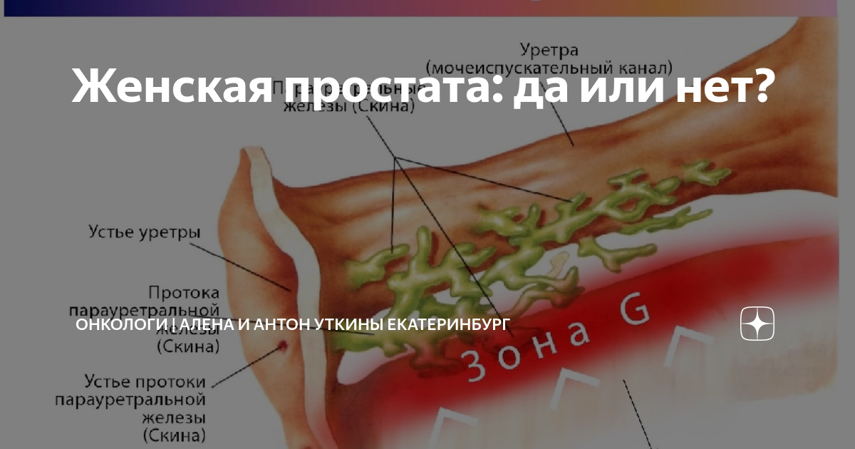 Расположение парауретральных желез у женщины Воспаление парауретральных протоков и желез у женщин: проблема с 350-летней исто