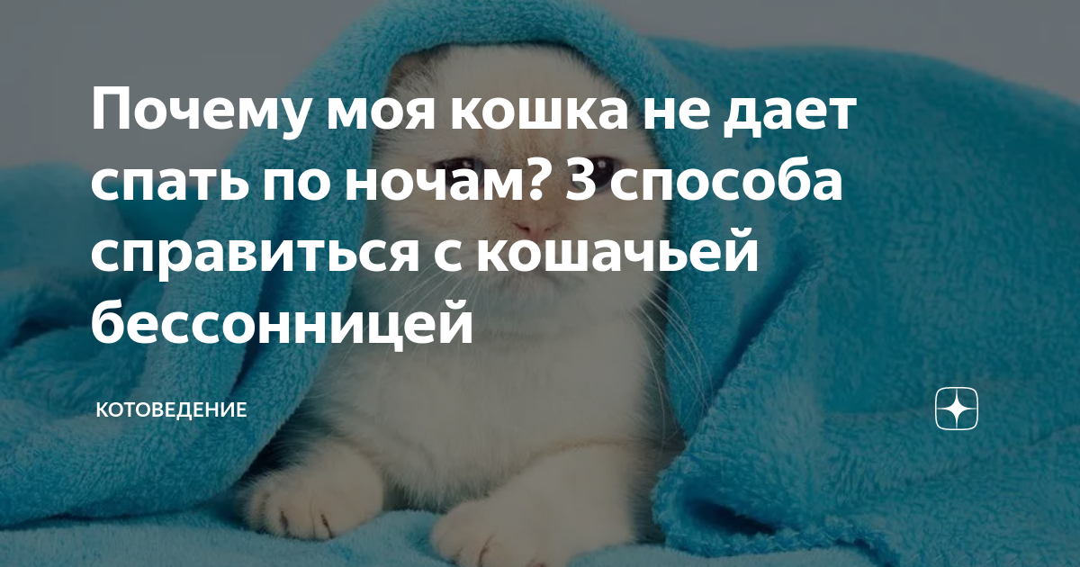 Кошка по ночам не дает спать!Что делать? - Форум 