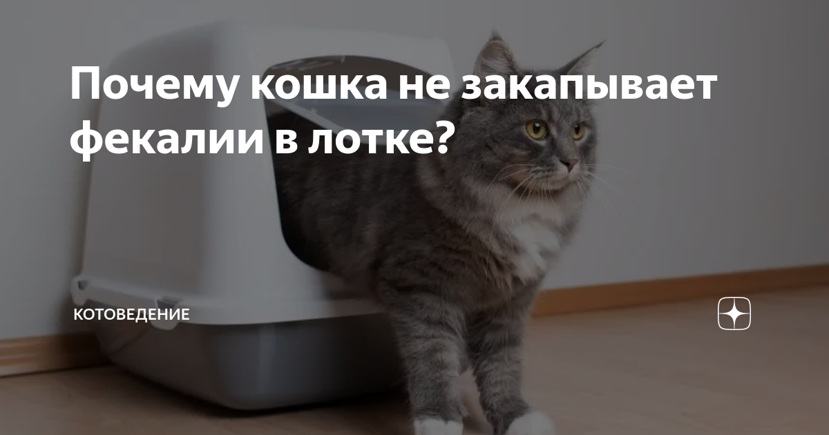 Как приучить кошку к лотку?