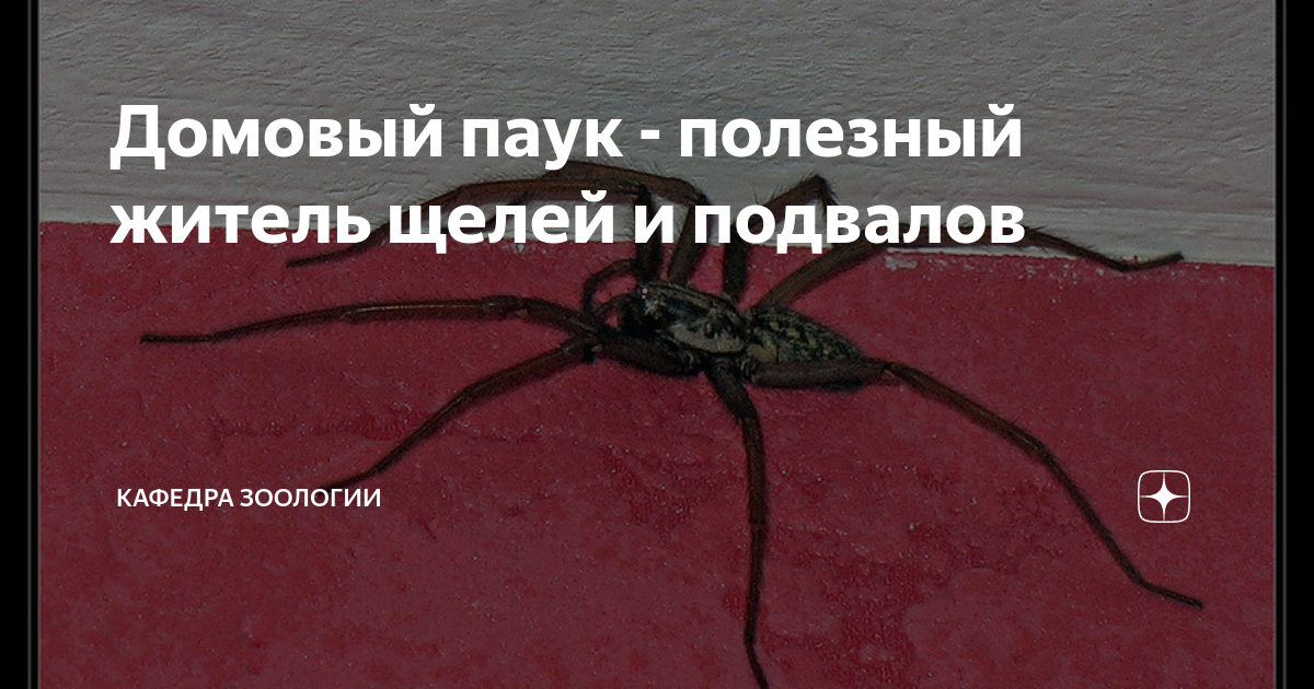 Домовый паук - полезный житель щелей и подвалов | Кафедра зоологии | Дзен