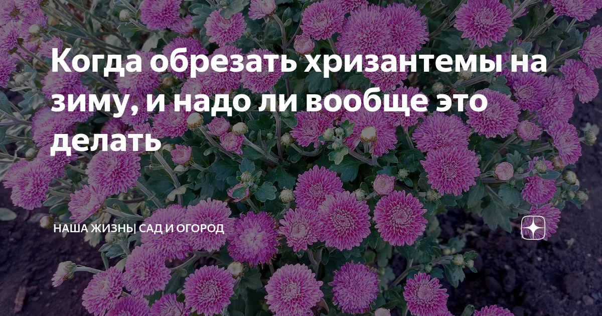Хризантему обрезают на зиму многолетнюю
