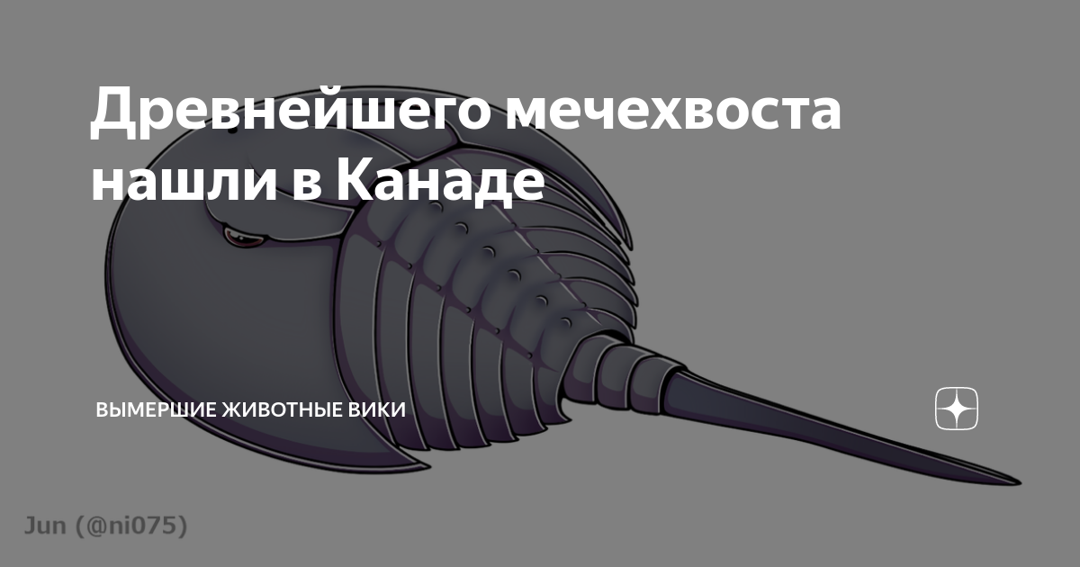 Древнейшего мечехвоста нашли в Канаде | Вымершие животные вики | Дзен
