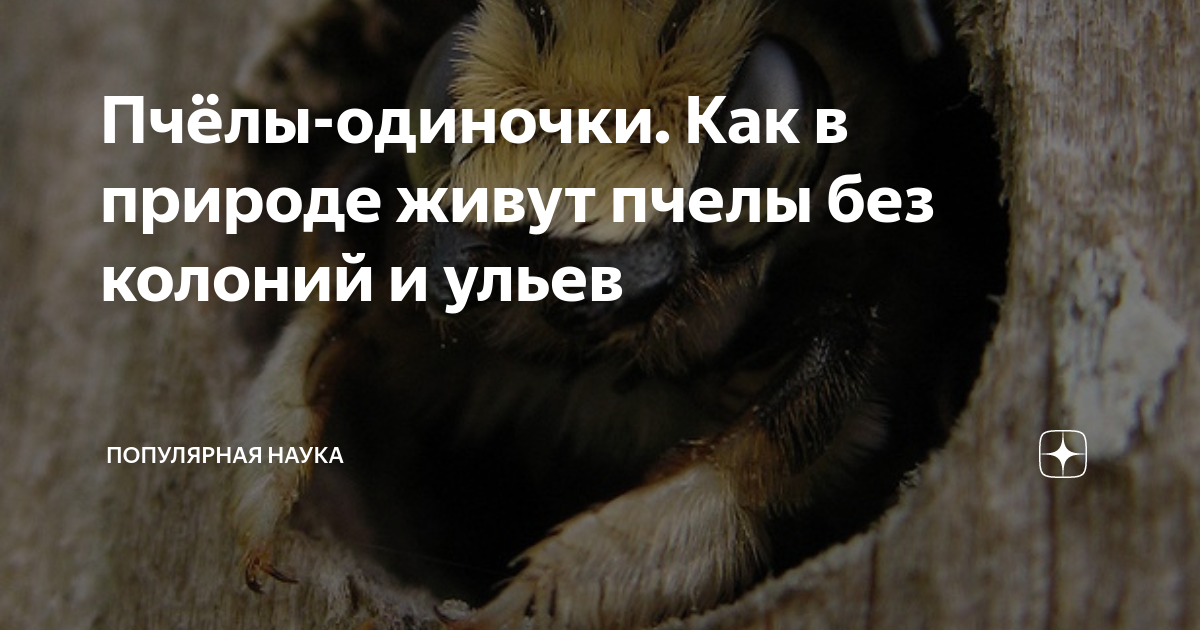 Пчёлы-одиночки. Как в природе живут пчелы без колоний и ульев ...