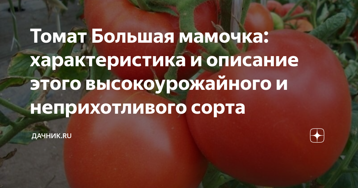 Семена Томат Большой пир: описание сорта, фото - купить с доставкой или почтой Р