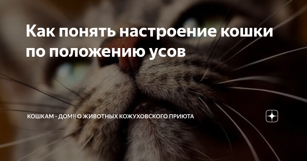 Почему у кота опущены усы. Почему у кота опущены усы