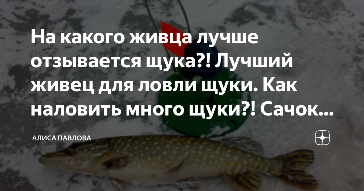 Купить Кан для живца Salmo, Kolesnic незамерзающий (эва)