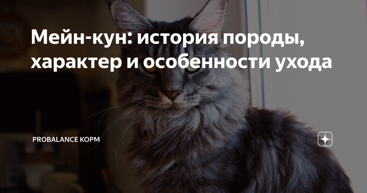 Мейн-кун: история породы, характер и особенности ухода | Probalance ...