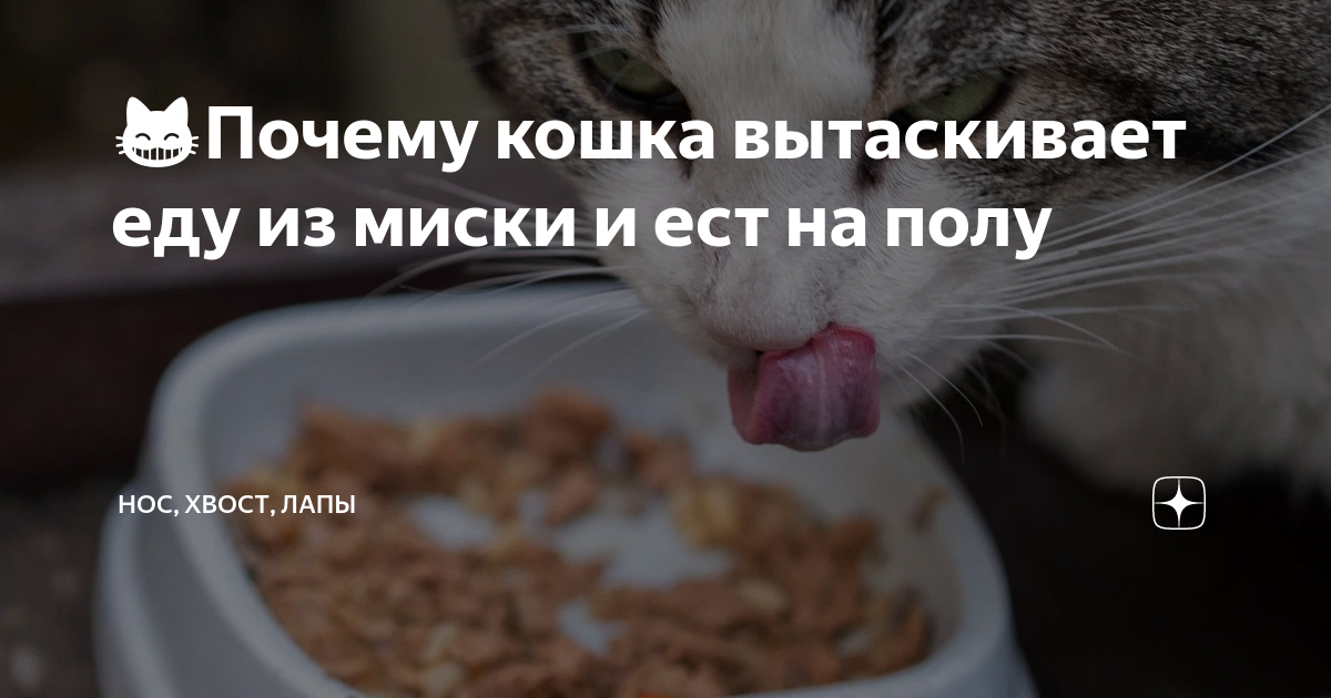 кошка вялая не ест нос сухой