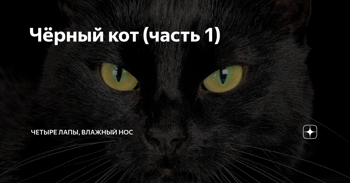 Собака прикрывает нос лапой. Канал четыре лапы влажный нос. 4 лапы влажный нос. Магазин мокрый нос. Канал четыре лапы влажный нос.