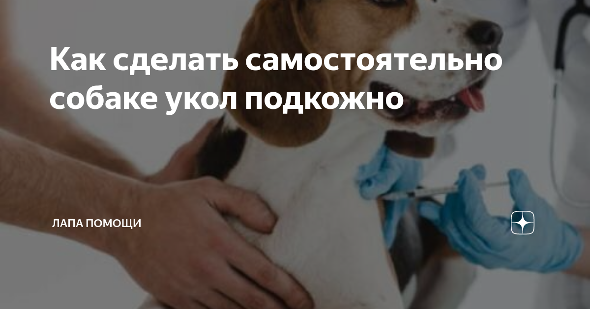 Как сделать укол собаке: совет ветеринара | Блог ветклиники 