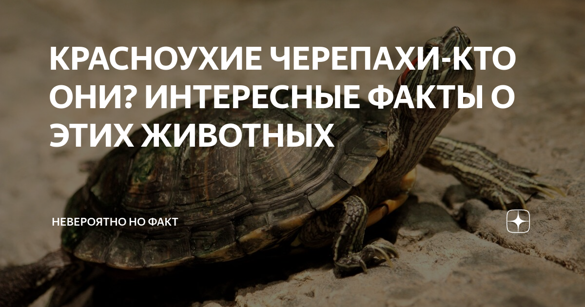 Интересные факты о красноухих черепахах для детей и взрослых - узнайте удивительные особенности жизни этих прекрасных существ