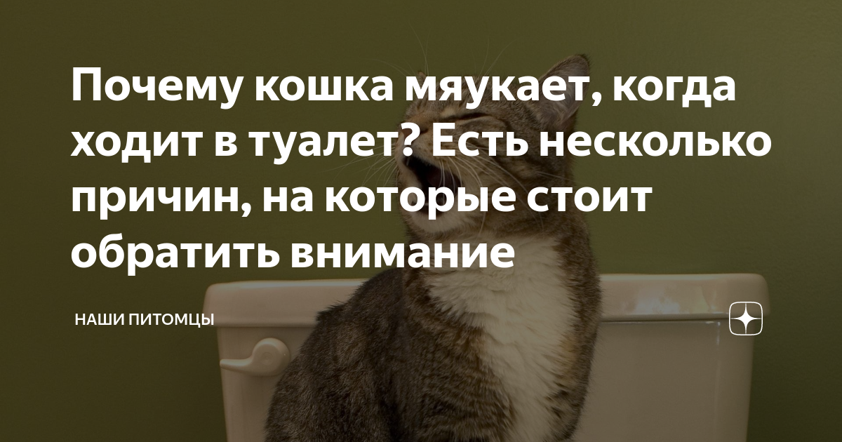 Что делать, если кошка постоянно мяукает