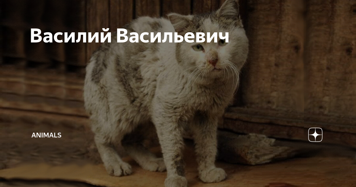 энималс дзен канал