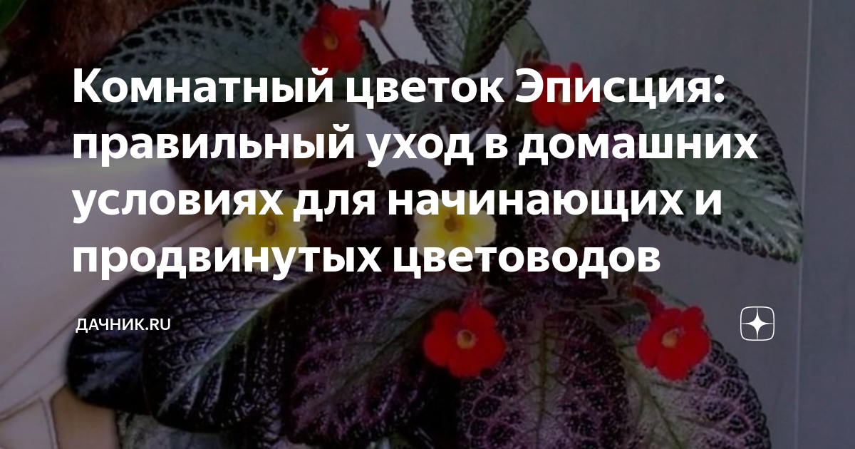 Комнатный цветок Эписция: правильный уход в домашних условиях для ...