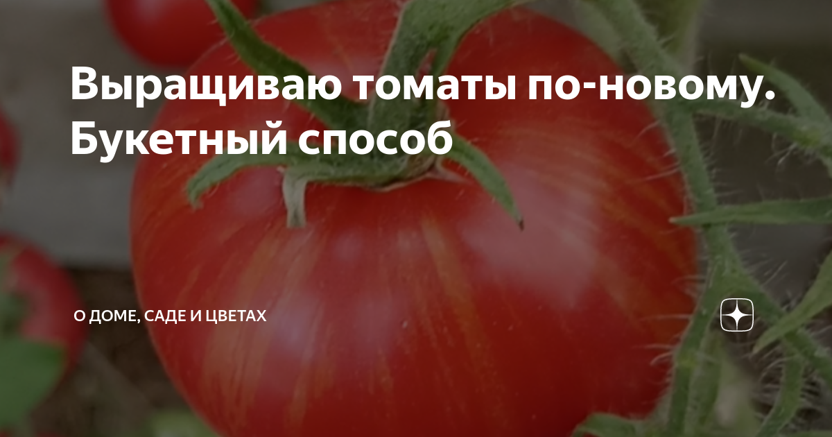 Выращиваю томаты по-новому. Букетный способ | О доме, саде и цветах | Дзен