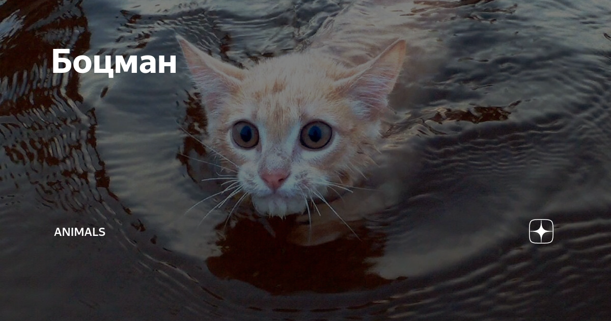 Боцман | Animals | Дзен