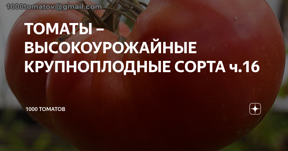 ТОМАТЫ – ВЫСОКОУРОЖАЙНЫЕ КРУПНОПЛОДНЫЕ СОРТА ч.16 | 1000 томатов | Дзен