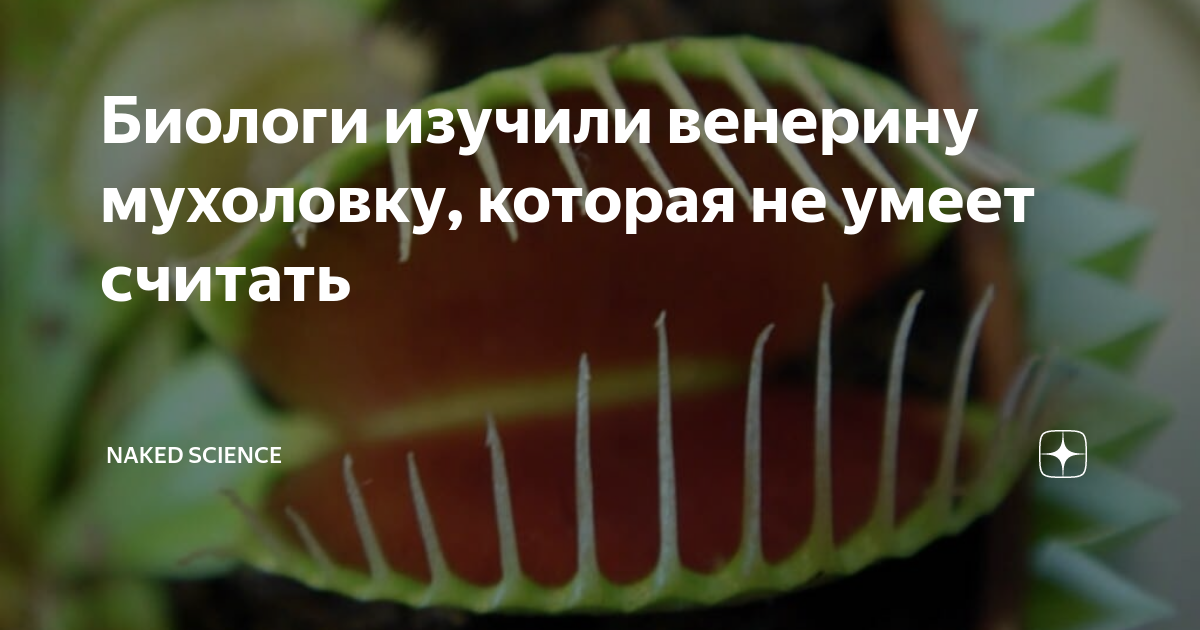 Биологи изучили венерину мухоловку, которая не умеет считать | Naked ...