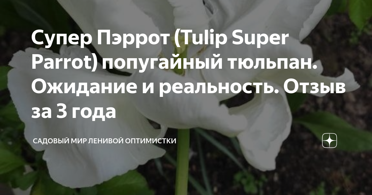 Супер Пэррот (Tulip Super Parrot) попугайный тюльпан. Ожидание и ...