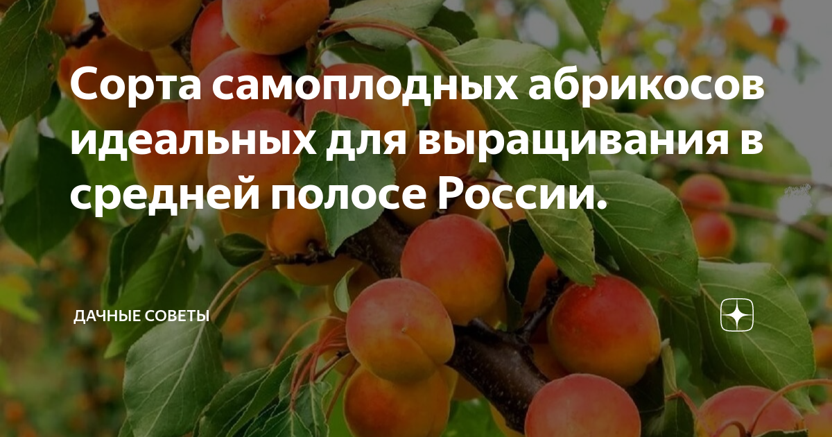 Абрикосы для средней полосы лучшие сорта