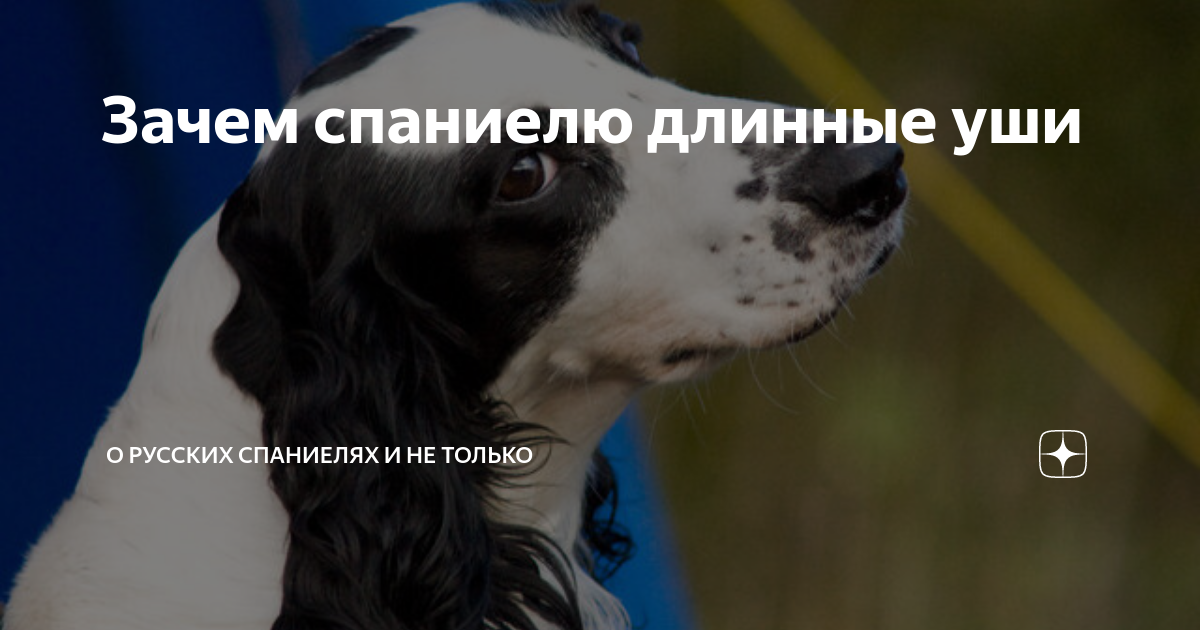 Зачем спаниелю длинные уши | О русских спаниелях и не только | Дзен