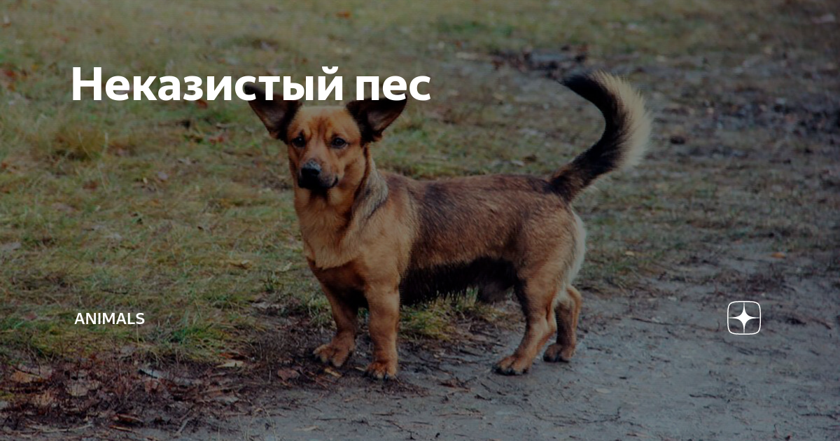 Неказистый пес | Animals | Дзен