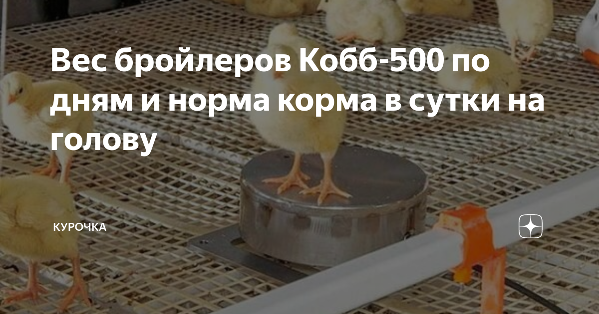 Вес бройлеров Cobb 500 по дням. Бройлер Кобб 500 вес. Таблица веса бройлеров Кобб 500. Норма корма для бройлеров Кобб 500.