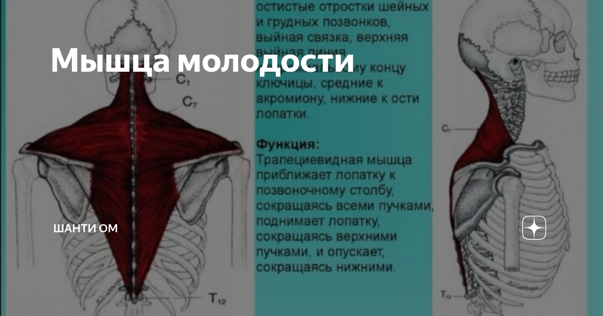 Спазм мышц шеи и плеч воротниковой. Спазм трапециевидной мышцы. Как снять спазм трапециевидной мышцы. Сосуды трапециевидной мышцы.