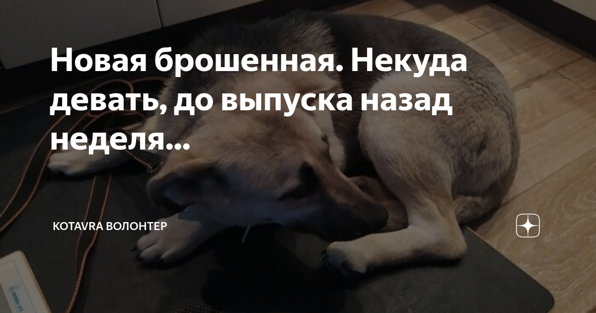 Новая брошенная. Некуда девать, до выпуска назад неделя... | Kotavra ...
