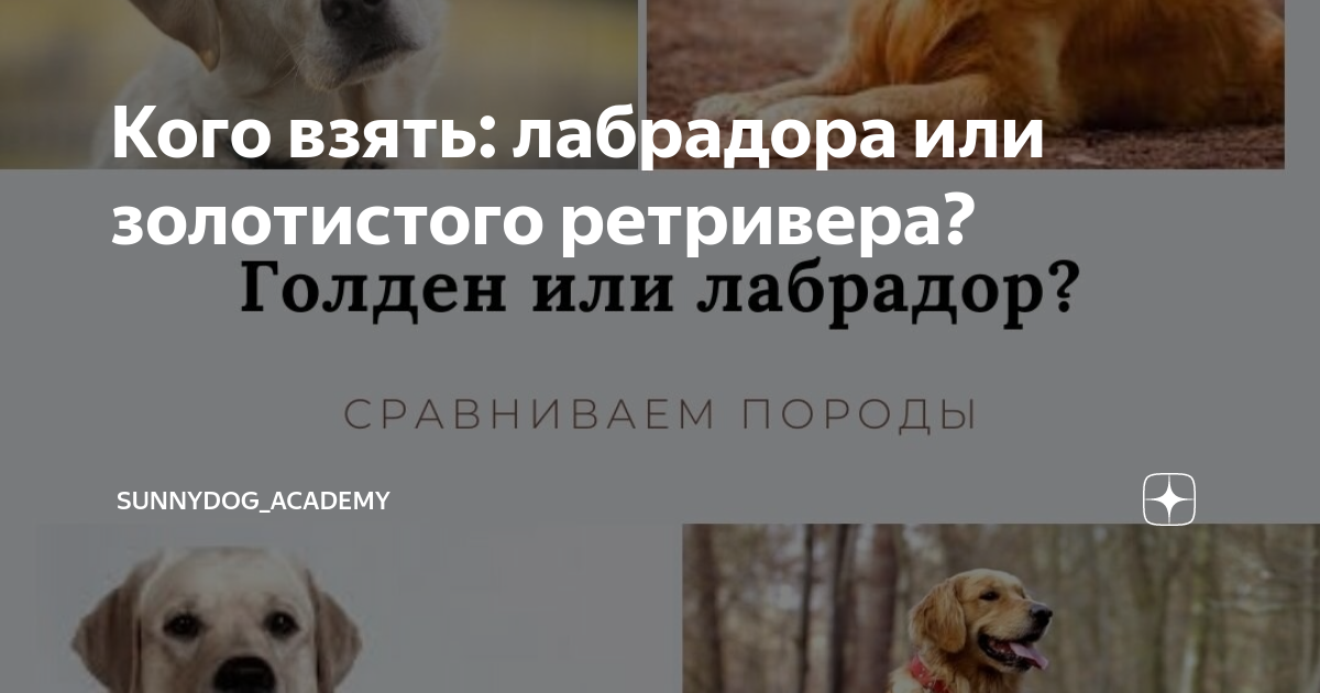 тест на черную кошку или золотистого ретривера