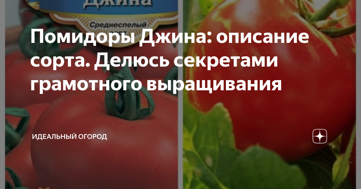 Характеристика сорта томат джина: найдено 82 картинок