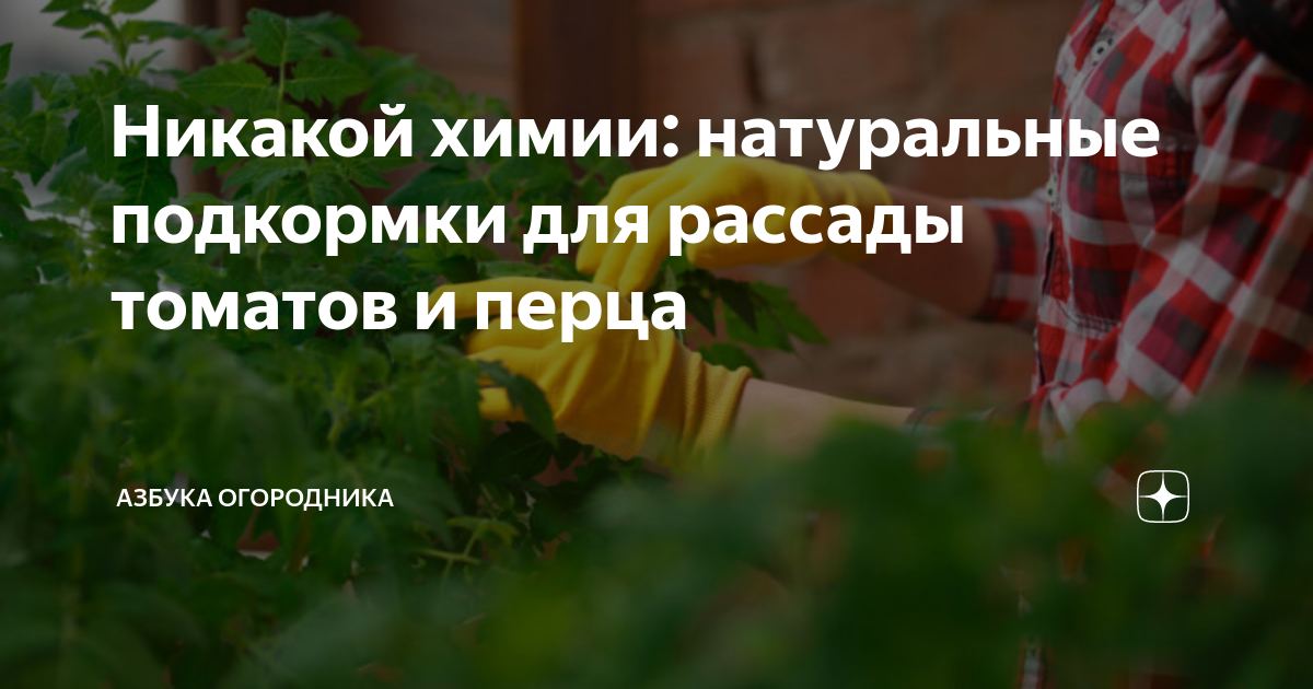 Никакой химии: натуральные подкормки для рассады томатов и перца ...