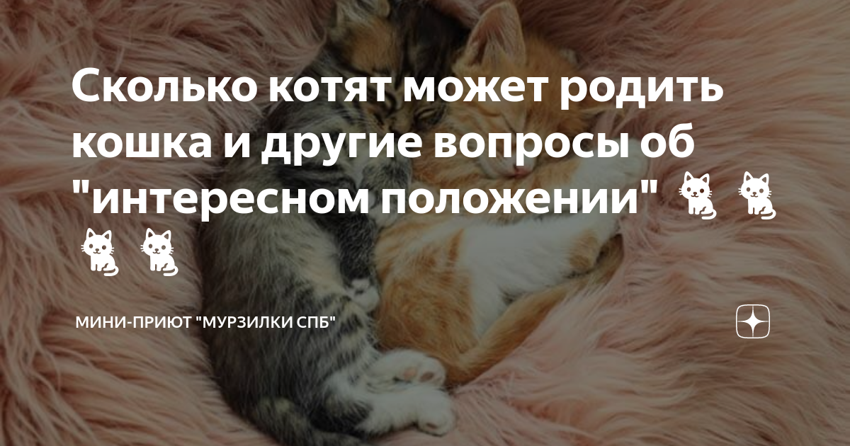 Со скольки кошкам можно рожать. Со скольки кошкам можно рожать
