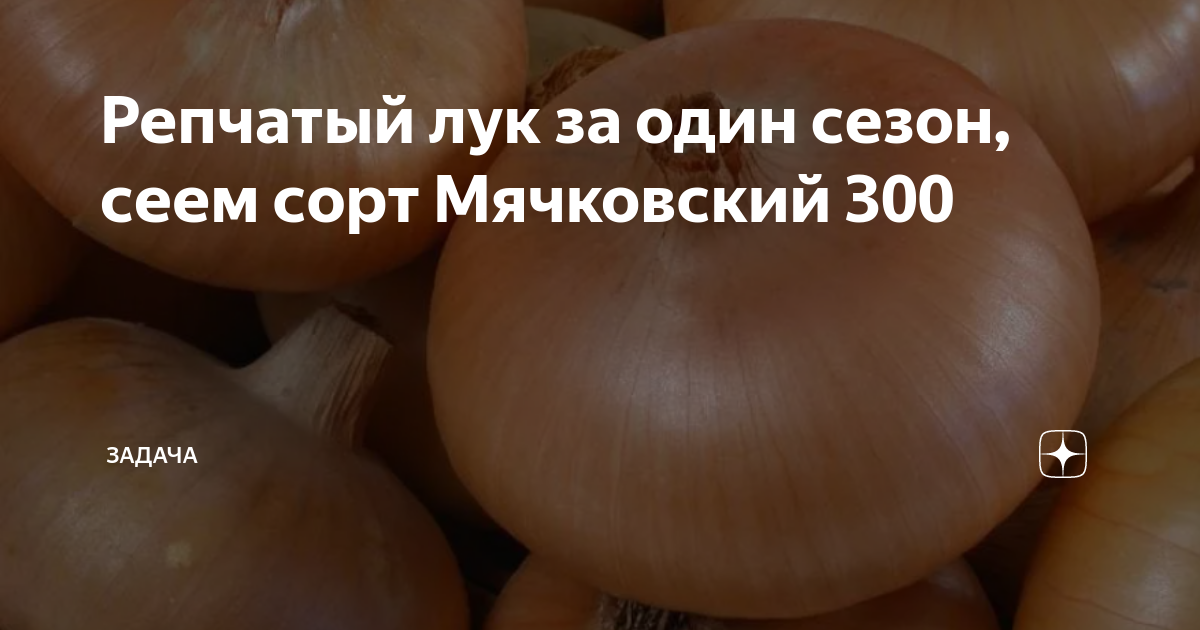 Мячковский 300 лук описание: найдено 87 картинок