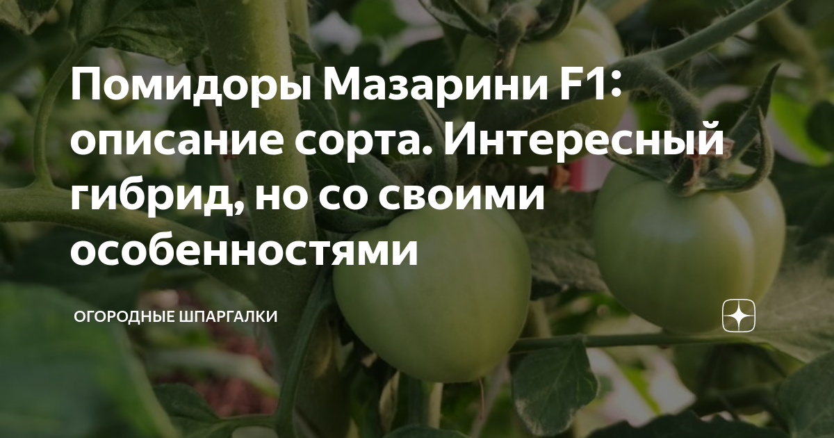 Томат мазарини схема посадки