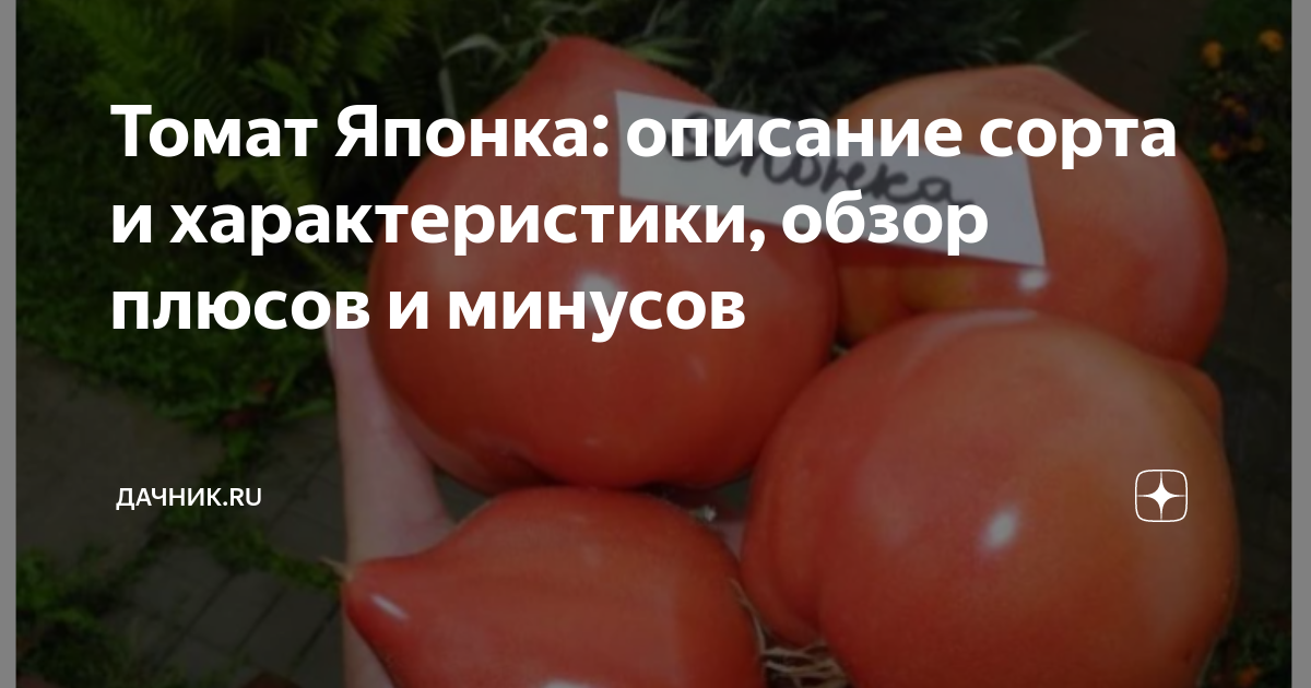 Томат японский отзывы фото урожайность характеристика