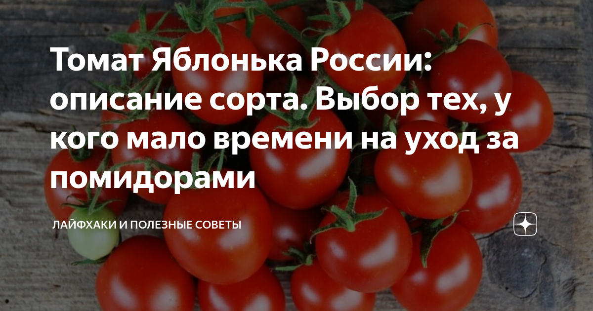 Помидоры яблонька россии описание сорта. Томат Яблонька России характеристика. Томат Яблонька России характеристика и описание. Томат Яблонька России f1 гибридный или нет.