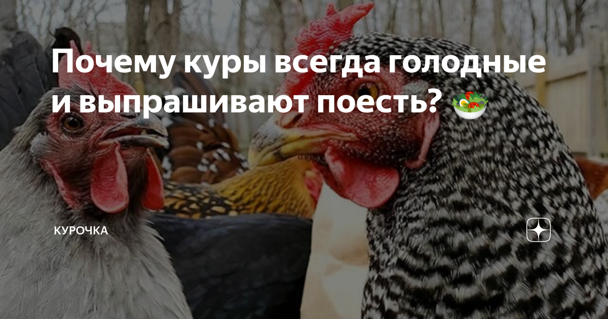 Почему куры всегда голодные и выпрашивают поесть? 🥗 | Курочка | Дзен