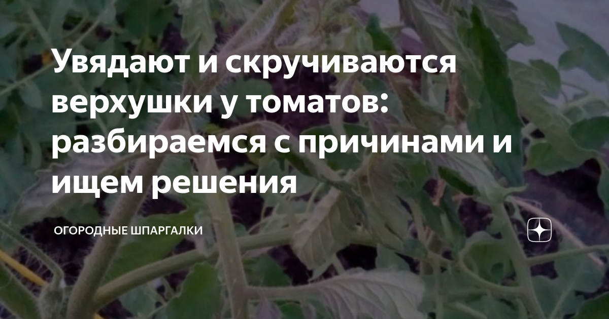 Помидоры в теплице кучерявятся почему. Кучерявость верхушки томатов. Увядают верхушки томатов в теплице что делать. Скручиваются макушки томатов. Скручиваются верхушки у томатов.