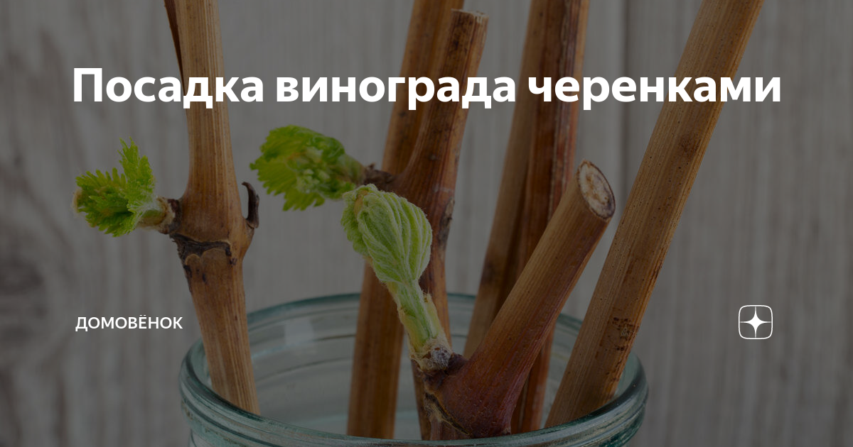 Посадка винограда черенками