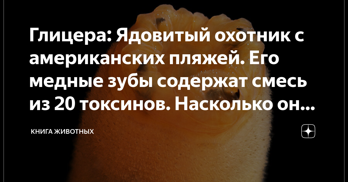 Глицера: Ядовитый охотник с американских пляжей. Его медные зубы ...