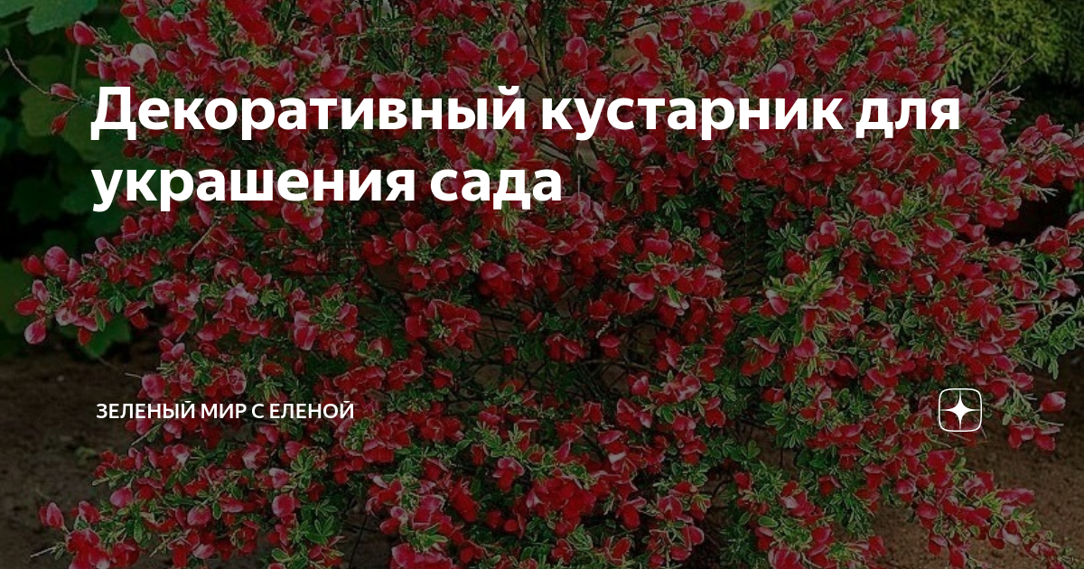 Декоративный кустарник для украшения сада | ЗЕЛЕНЫЙ МИР С ЕЛЕНОЙ | Дзен
