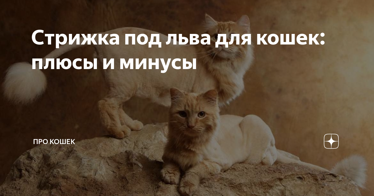 Стрижка кота под льва фото шотландец